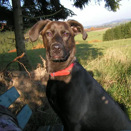 Talula - Sauerland Mit Hund Apartamento Medebach