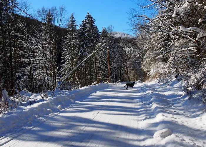 Talula - Sauerland Mit Hund アパート メーデバッハ